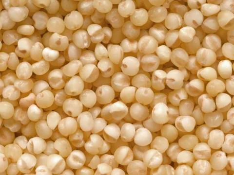 Yellow millet Stock Photos