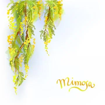 Yellow mimosa background. Stock Illustration