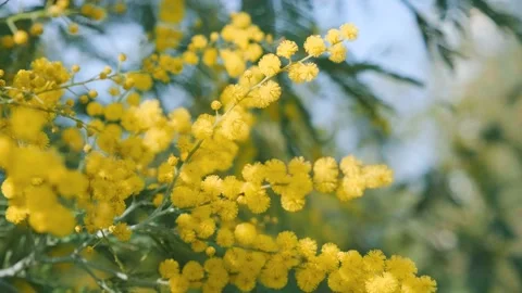 Yellow mimosa flowers. Close up. Spring, Womens day, Easter Stock Footage 232628131