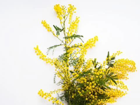 Yellow mimosa flowers on white background Stock Photos