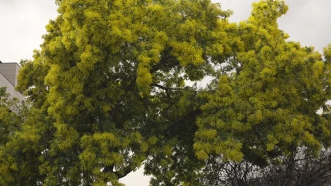 Yellow mimosa tree branches swaying in the spring breeze Vídeos de archivo 330074029