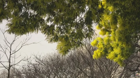 Yellow mimosa tree branches swaying in the wind Stock-Footage 330074033
