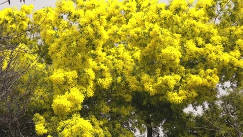 Yellow mimosa tree branches swaying in the wind Stock-Footage 330074043