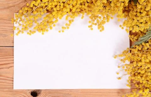 Yellow mimosa on wooden boards Stock Photos