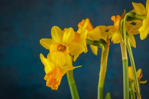 Yellow miniature daffodils Stock Photos
