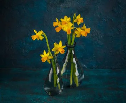 Yellow miniature daffodils Stock Photos