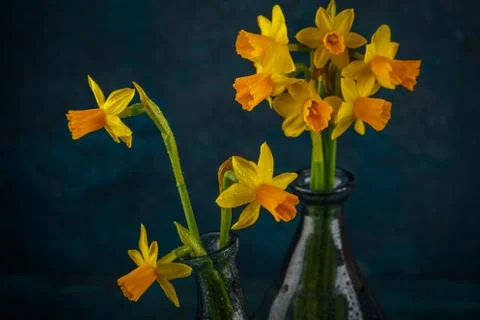 Yellow miniature daffodils Stock Photos