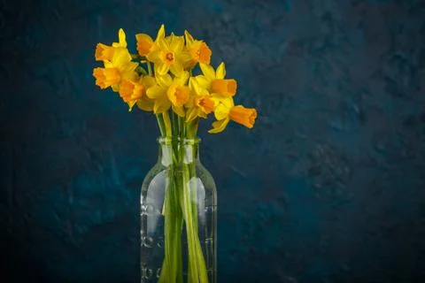 Yellow miniature daffodils Stock Photos