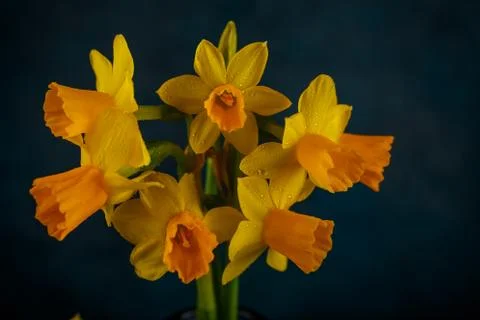 Yellow miniature daffodils Stock Photos