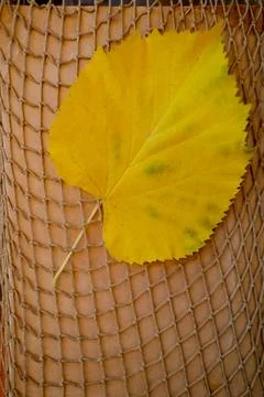 Yellow minimalistic linden leaf on string eco-friendly bag grid, concept of.. Stock Photos