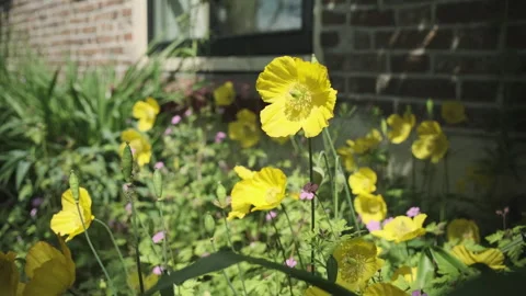 Yellow mock poppies waving in the wind in a summer garden Stock Footage 242064341