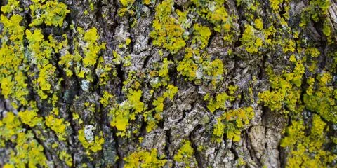 Yellow mold on the Bark of Tree. Stock Photos