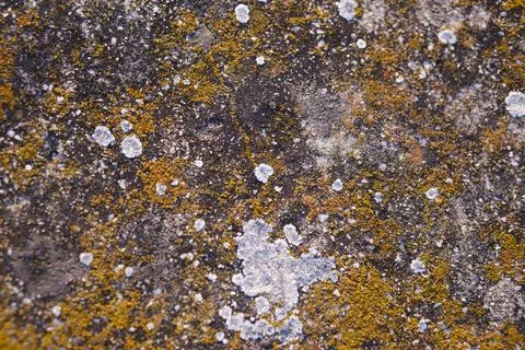 Yellow mold texture on top of a stone. Stock Photos