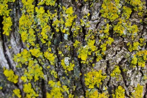 Yellow mold on the tree bark. Selective focus. Stock Photos