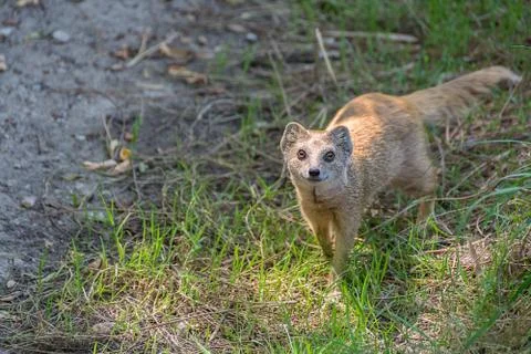 Yellow mongoose Cynictis penicillata or red meerkat in the meadow Stock Photos