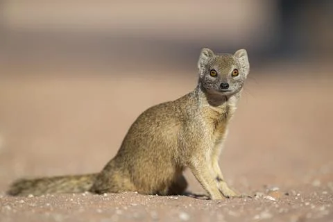 Yellow mongoose facing camera, head turned to the right Stock Photos