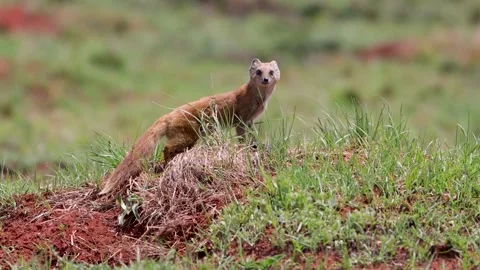 Yellow Mongoose on high alert 動画素材 164030995