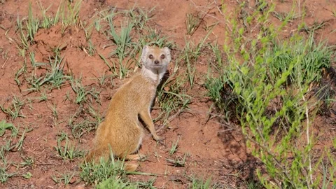 Yellow Mongoose on high alert 動画素材 164031099