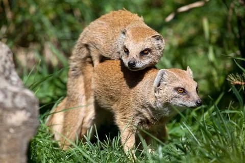 Yellow Mongoose mating in the sun Stock Photos
