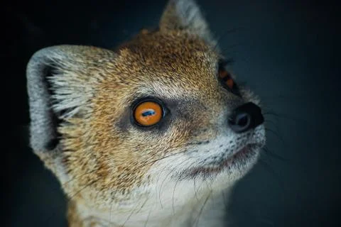 Yellow mongoose Stock Photos