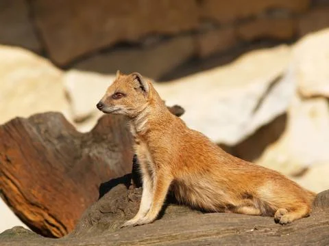 Yellow mongoose Stock Photos