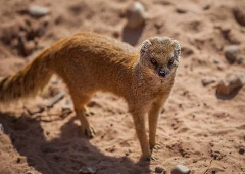 Yellow mongoose Stock Photos