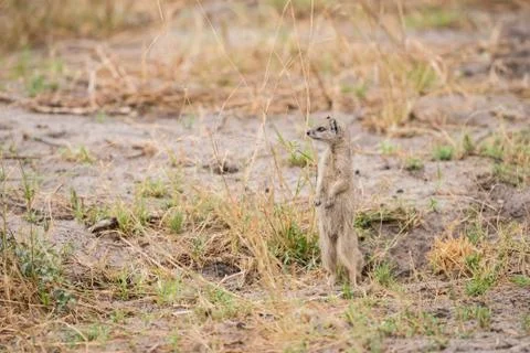 Yellow Mongoose Stock Photos