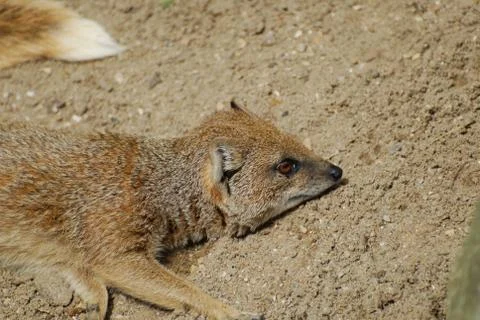 Yellow Mongoose Stock Photos