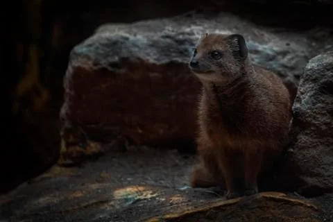 Yellow Mongoose Stock Photos