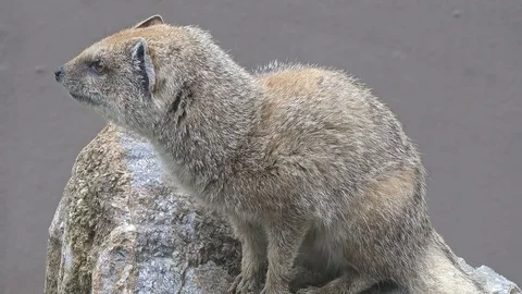 Yellow mongoose at zoo Video stock 79628817