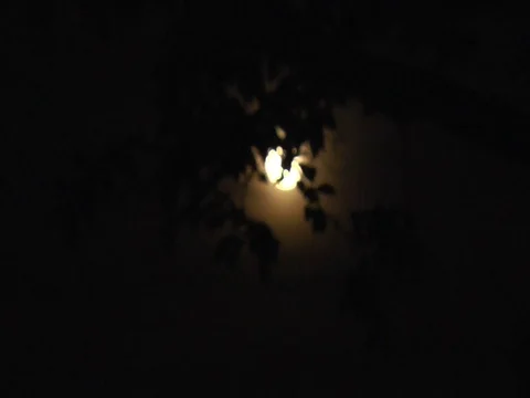 Yellow Moon Through Tree 스톡 동영상 79011107