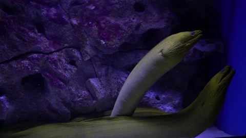 Yellow moray eel against background of algae. Family Excursion to Aquarium Stock Footage 159768503