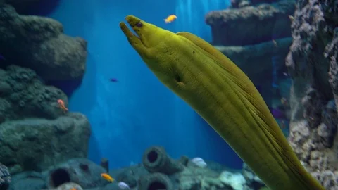 Yellow moray eel fish Stock Footage