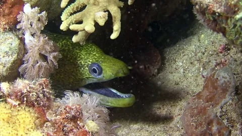 Yellow moray eel hiding in corals underwater Stock Footage 82888436