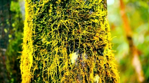 Yellow moss covers the trunk of a forest tree Stock Footage 332276702