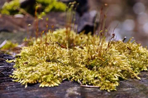 Yellow moss on a fallen tree close-up Stock Photos