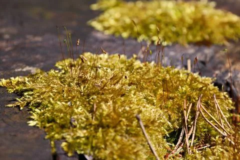 Yellow moss on a fallen tree close-up Stock Photos