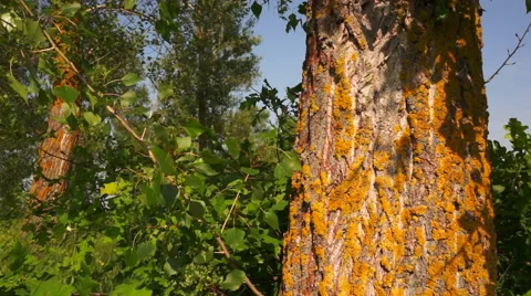 Yellow moss on an old tree in the forest Stock Footage 50879030