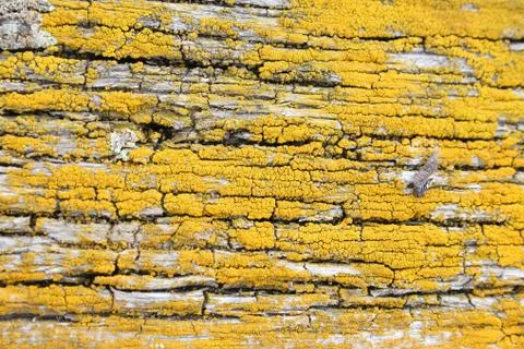 Yellow moss Stock Photos