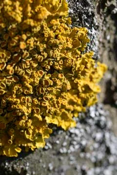 Yellow moss 스톡 사진