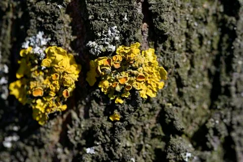 Yellow moss Photos