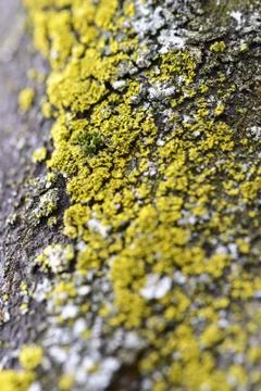 Yellow moss Fotos Stock