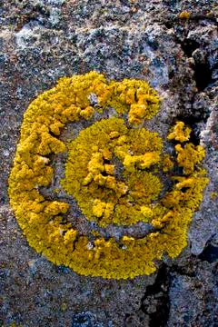 Yellow moss in stone Stock Photos