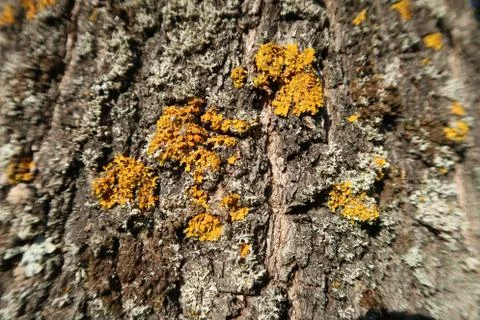 Yellow moss on tree bark 库存照片
