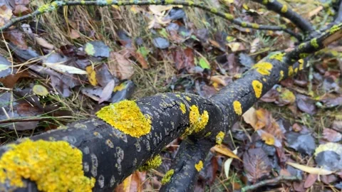 Yellow moss on tree branches, rainy autumn weather in the forest Stock Footage 255735676