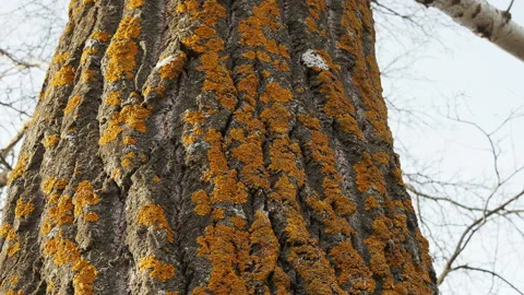 Yellow moss on tree trunk bark close up Video stock 144235606