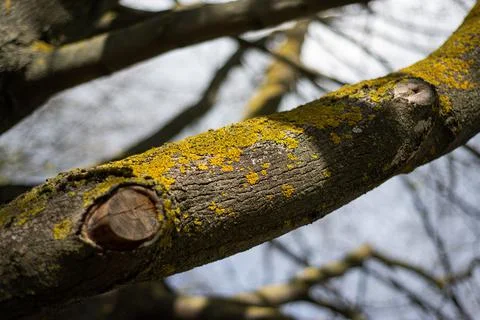 Yellow moss in the trees Foto stock
