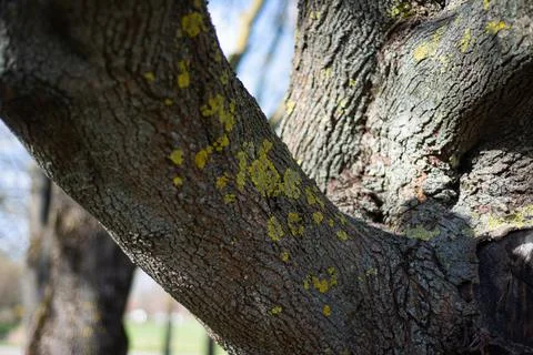 Yellow moss in the trees. Foto stock