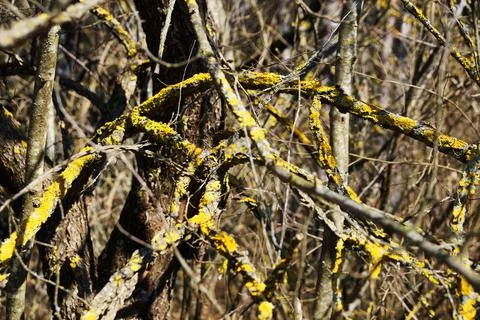 Yellow moss on trees in spring forest Stock Photos