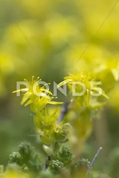 Yellow Mossy Stonecrop Stock Photos